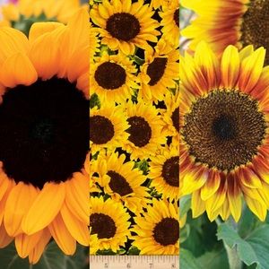 Meet your Posher, Dakota